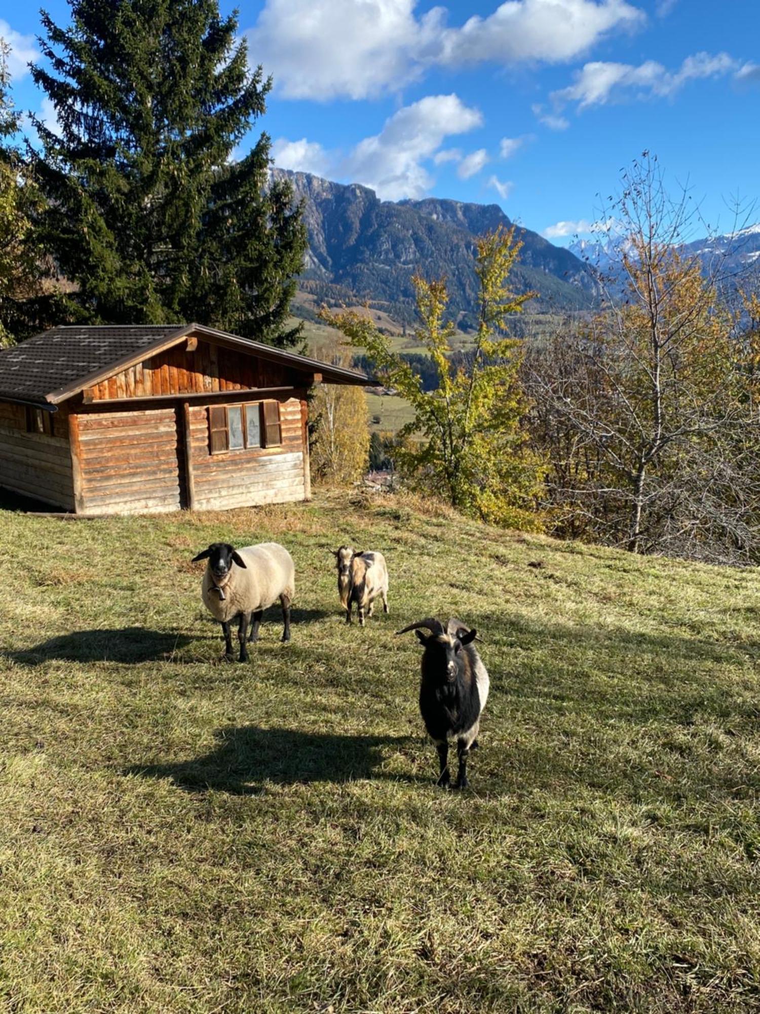 Encia'S Home Dolomiti Castello-Molina di Fiemme Dış mekan fotoğraf